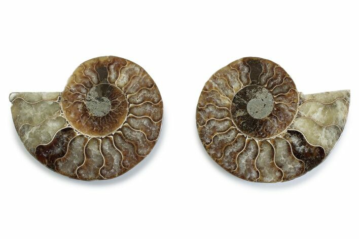 Cut & Polished Ammonite Fossil - Madagascar #377573